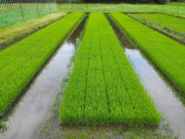 ①　6月6日　田植前の苗代